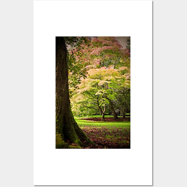 Autumn Acer Tree Westonbirt Arboretum Cotswolds Gloucestershire Wall Art by AndyEvansPhotos